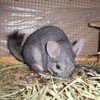 In Memory Of Dusty (Chinchilla)